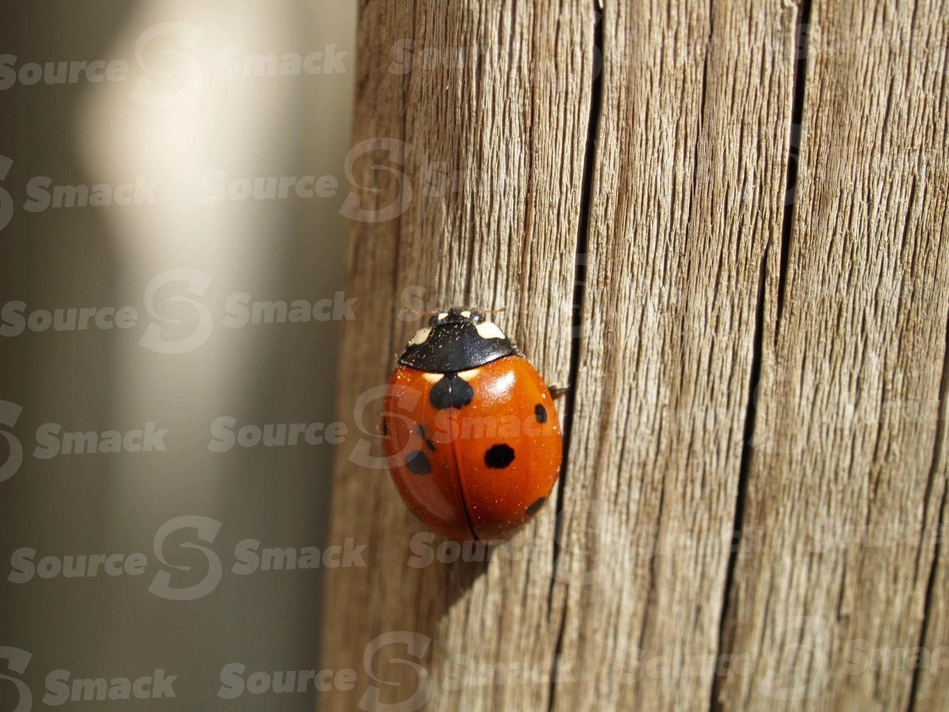 Ladybug on tree trunk