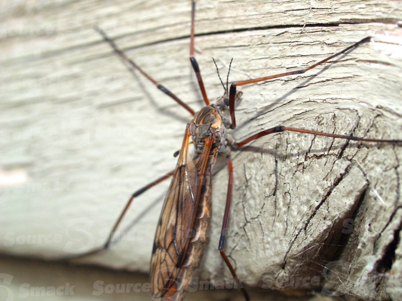 Closeup of a Black Crane Fly on wood