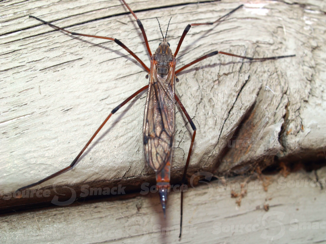 Closeup of a Black Crane Fly on wood