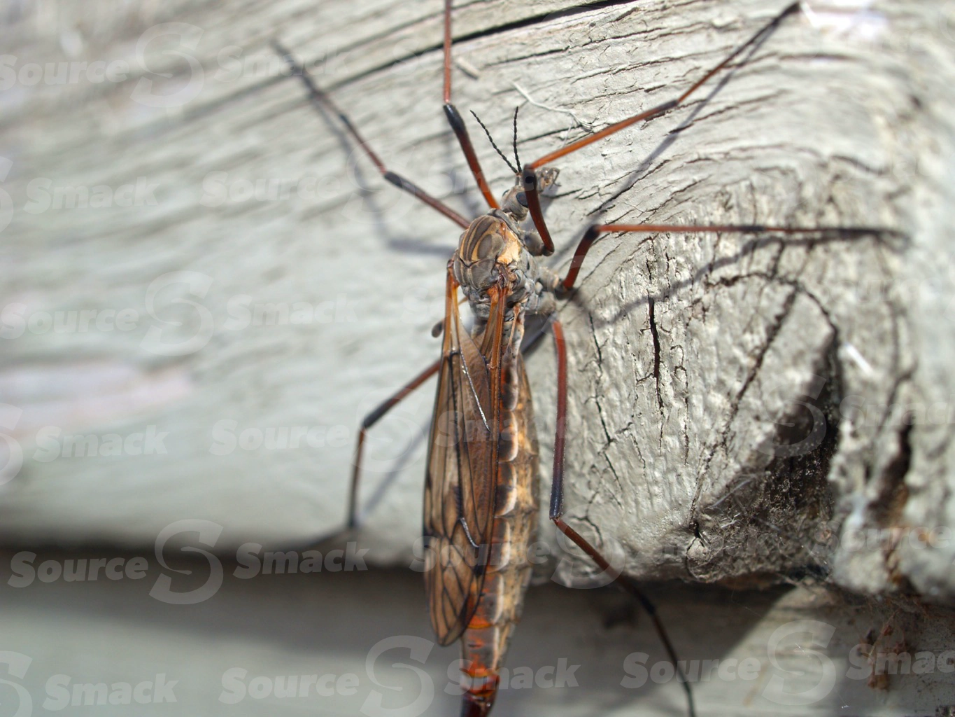 Closeup of a Black Crane Fly on wood