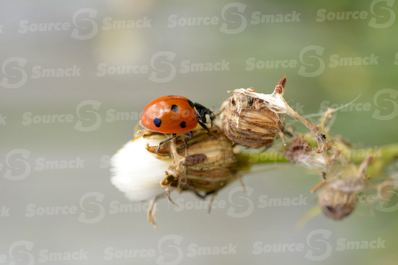 Closeup of ladybug on plant