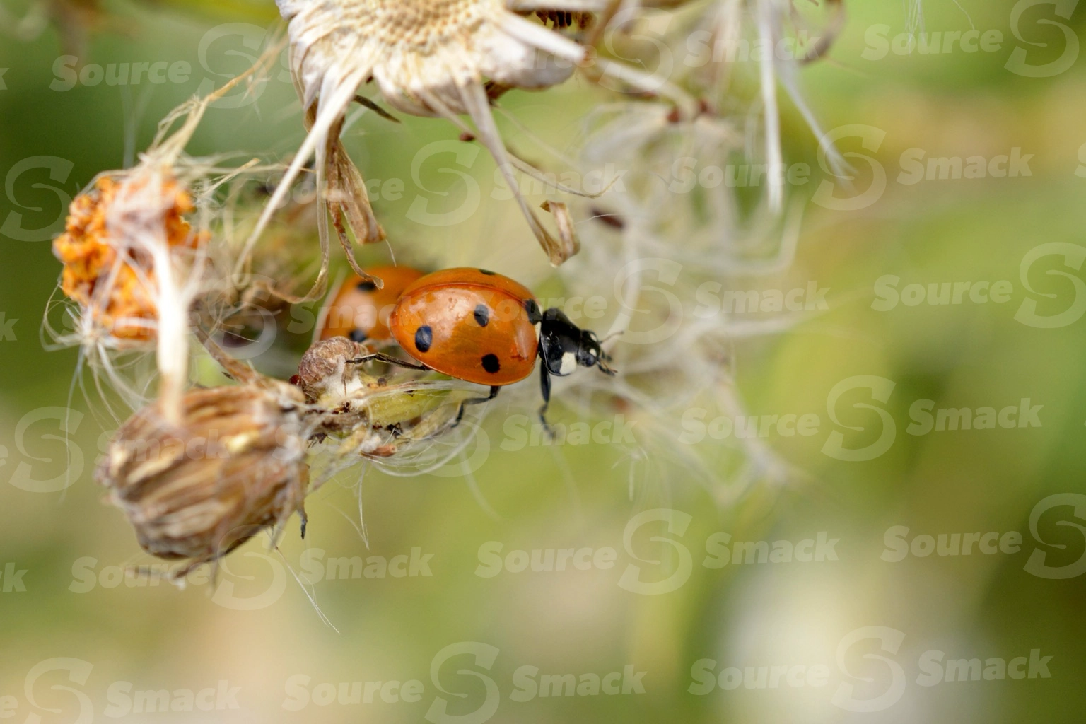Closeup of ladybug on plant