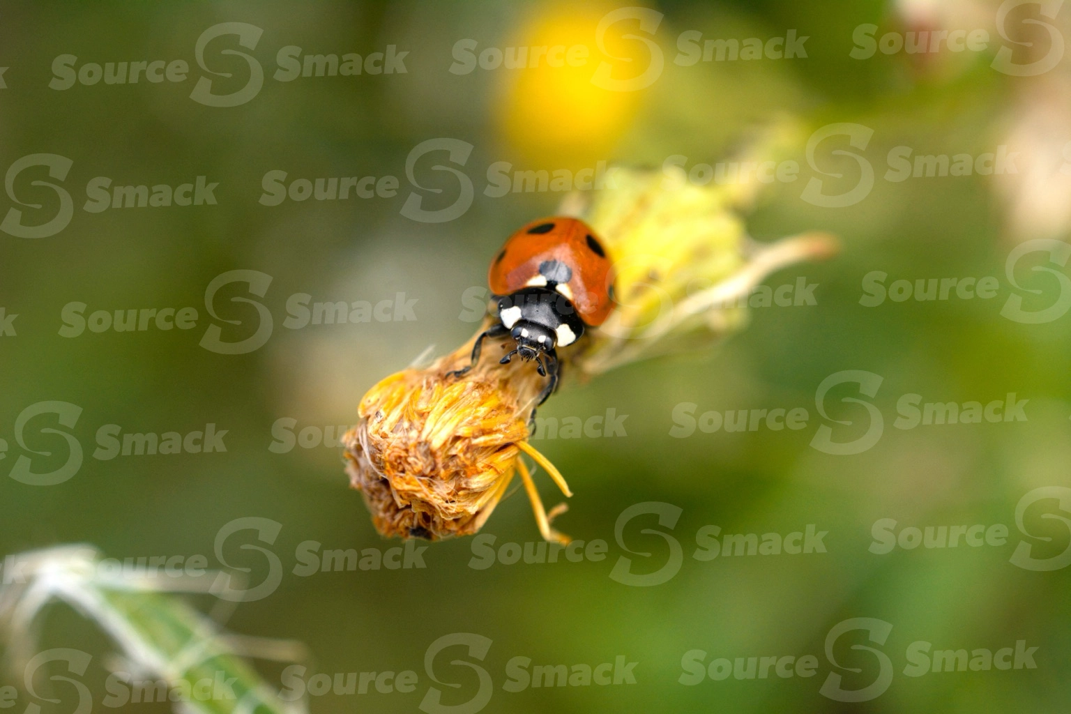 Closeup of ladybug on plant