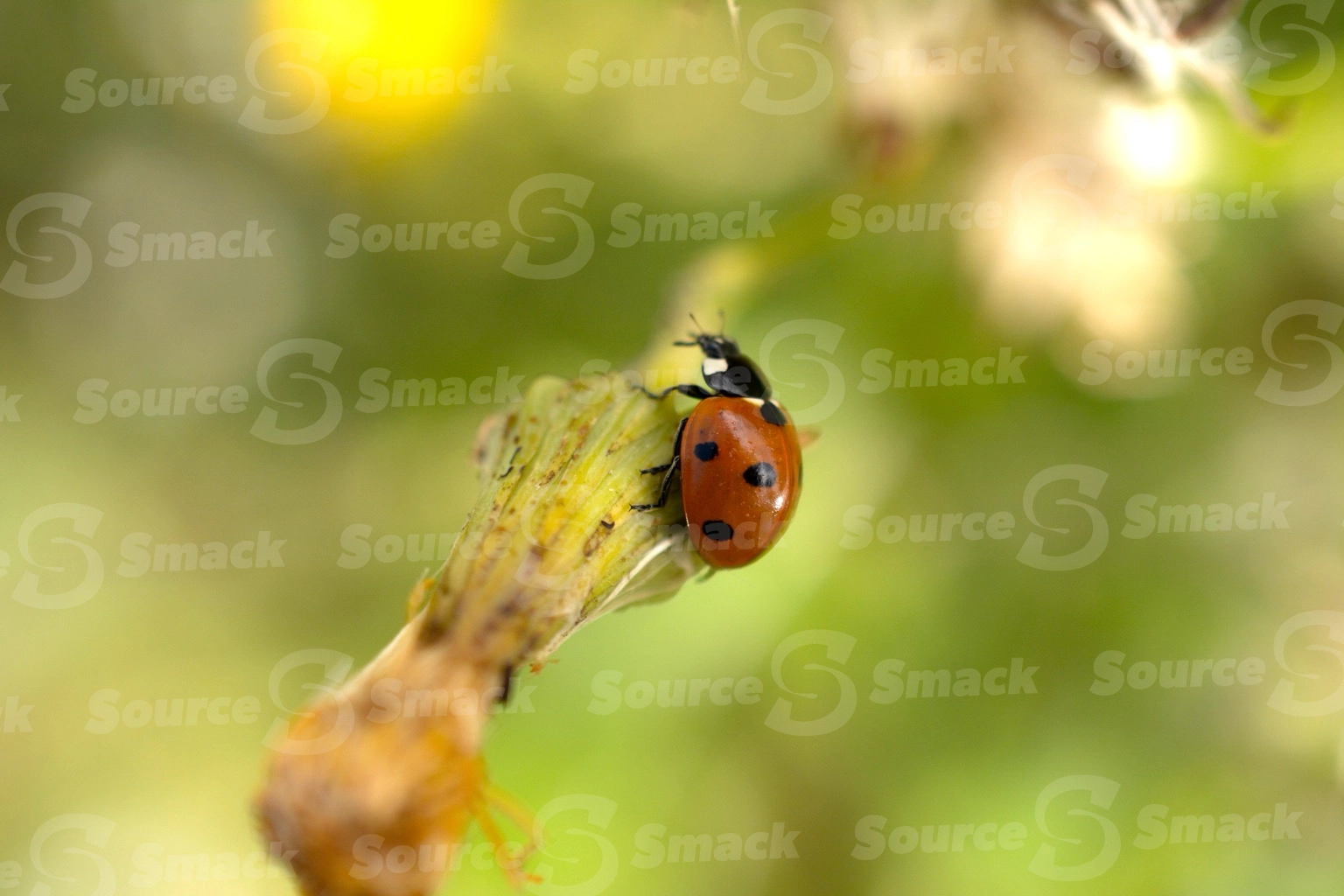 Closeup of ladybug on plant