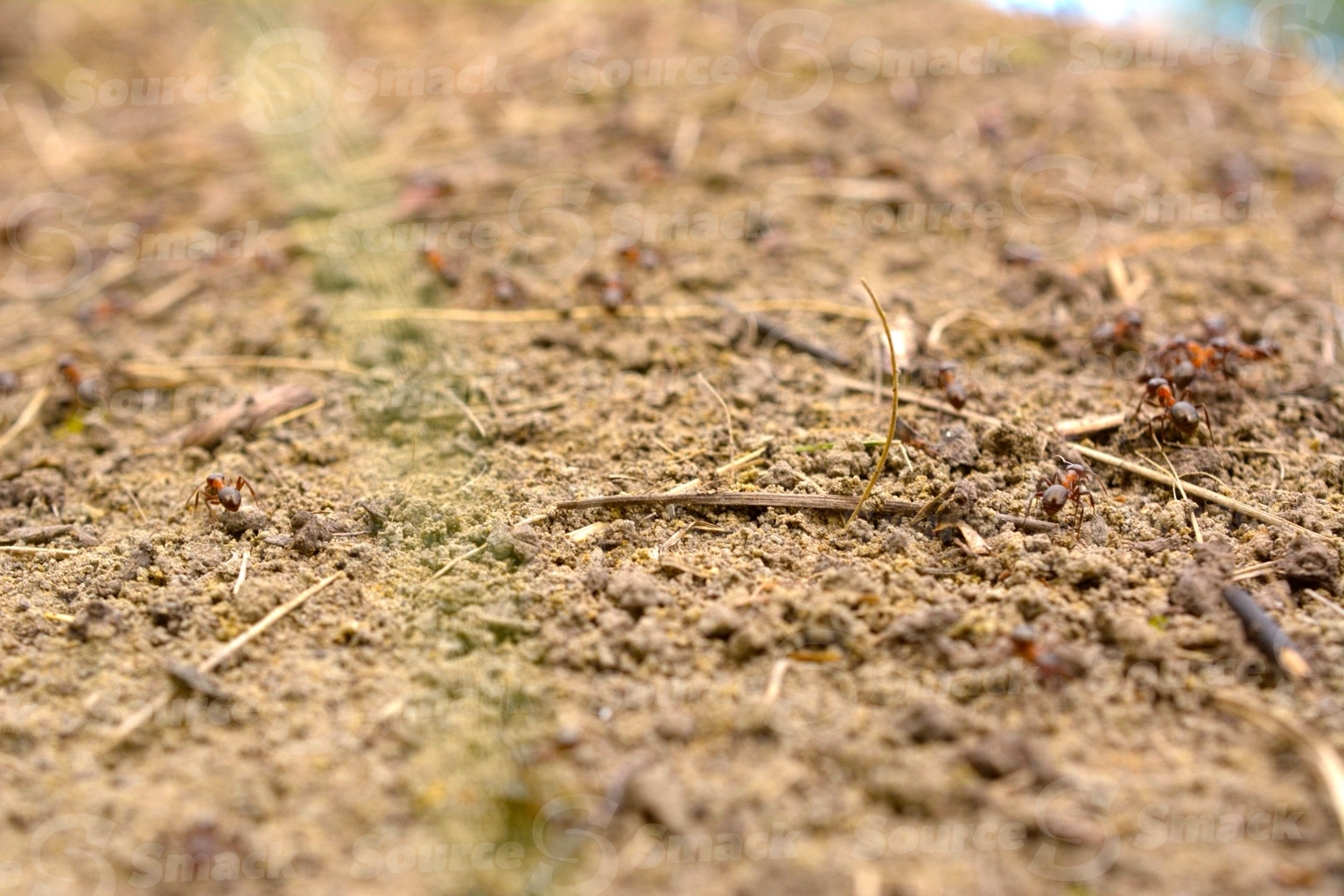 Red ants on ant hill
