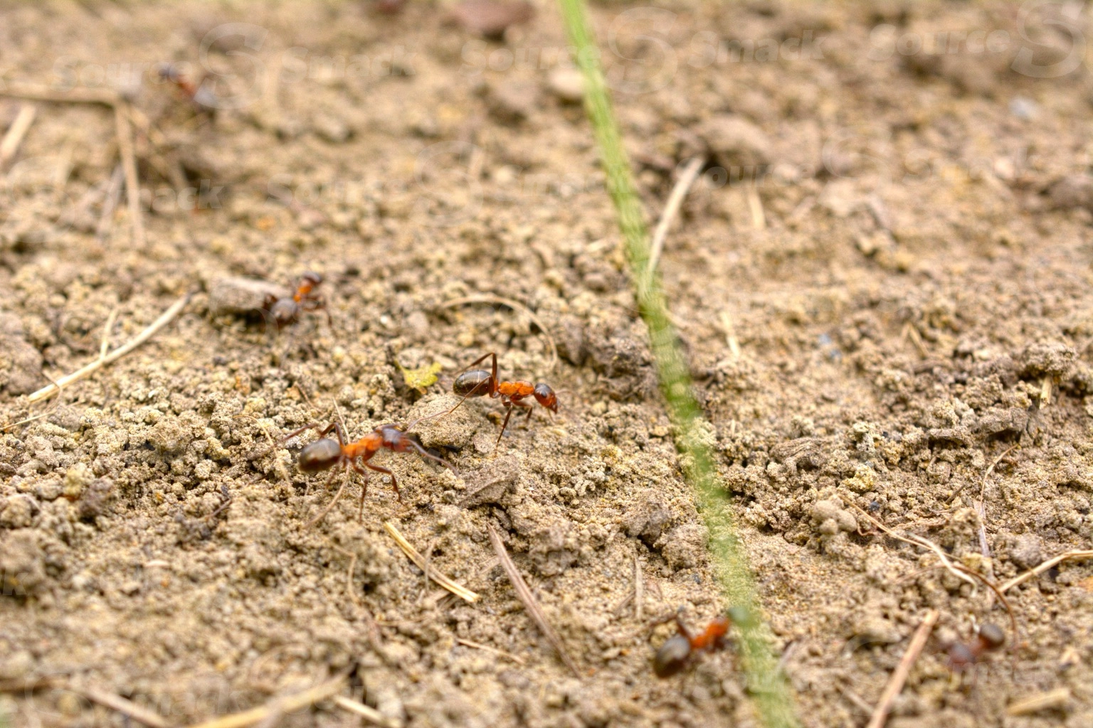 Red ants on ant hill