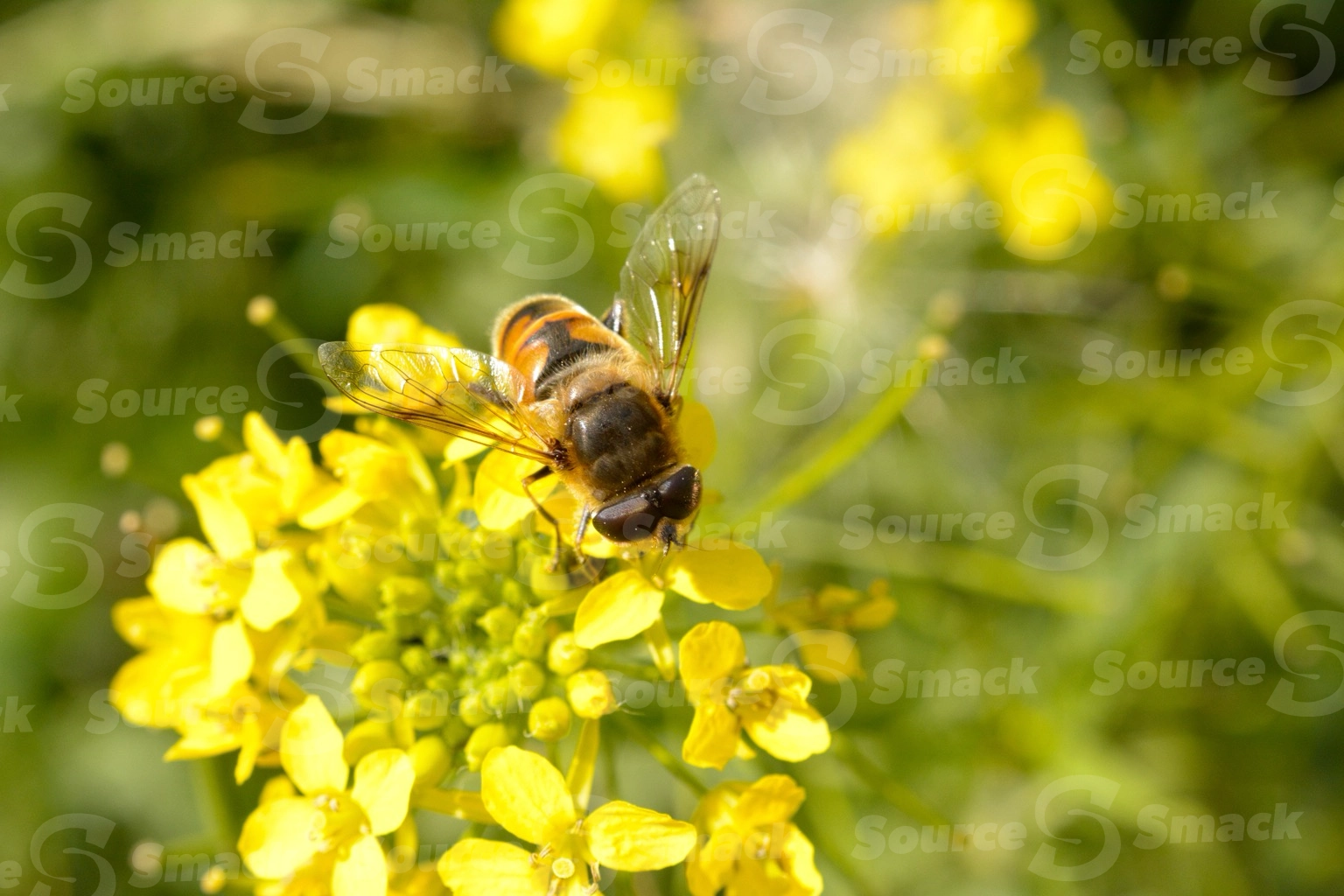 Flower fly taking nectar from a flower