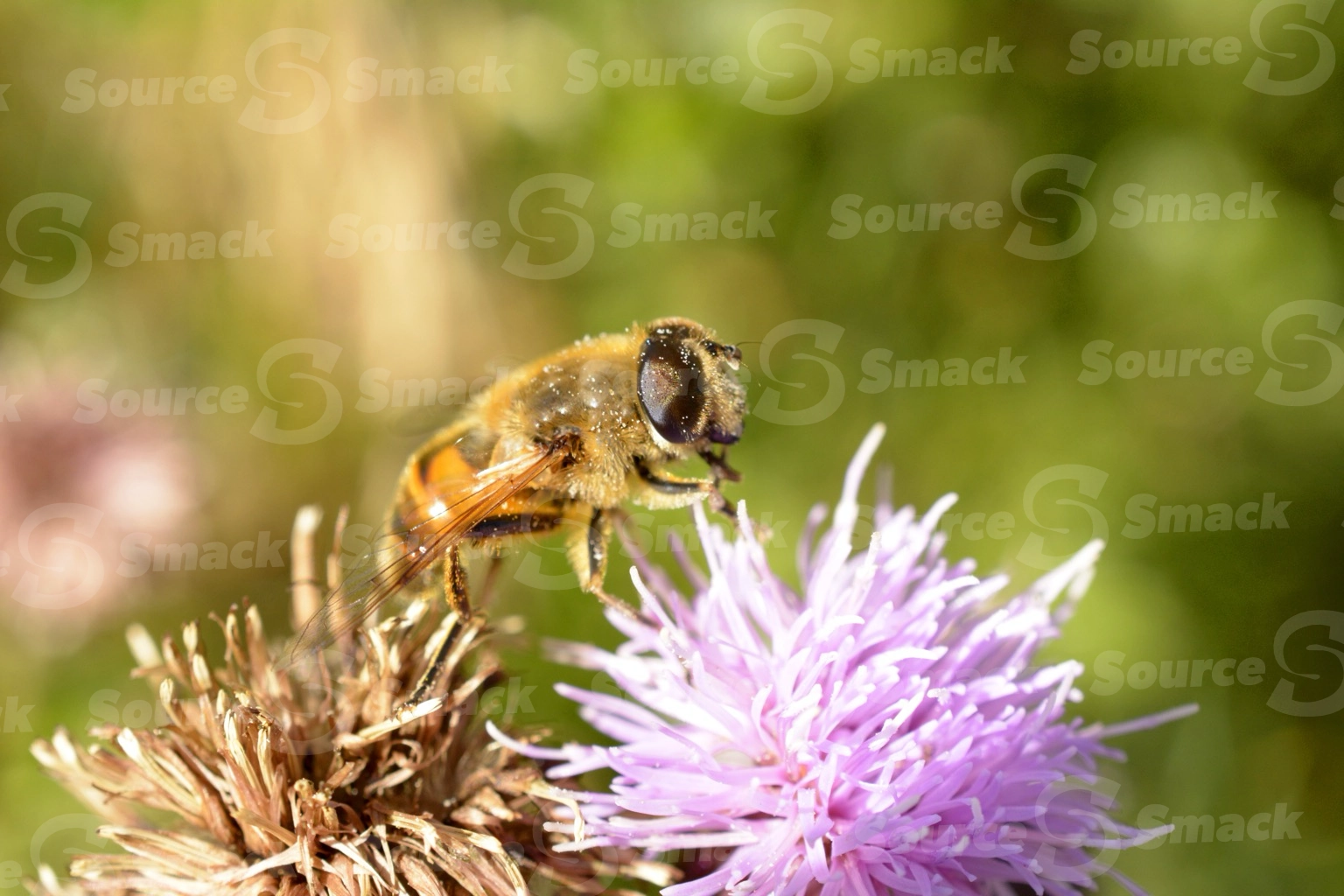 Flower fly taking nectar from a flower