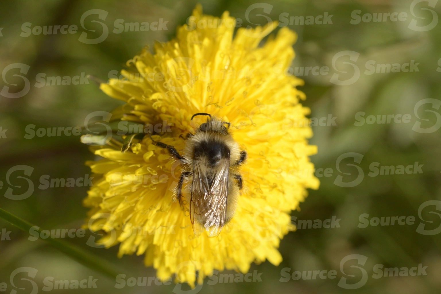 Golden Northern Bumble Bee taking nectar from a dandylion