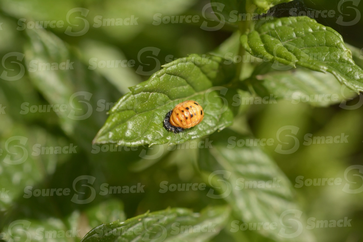 A ladybug pupates on a leaf