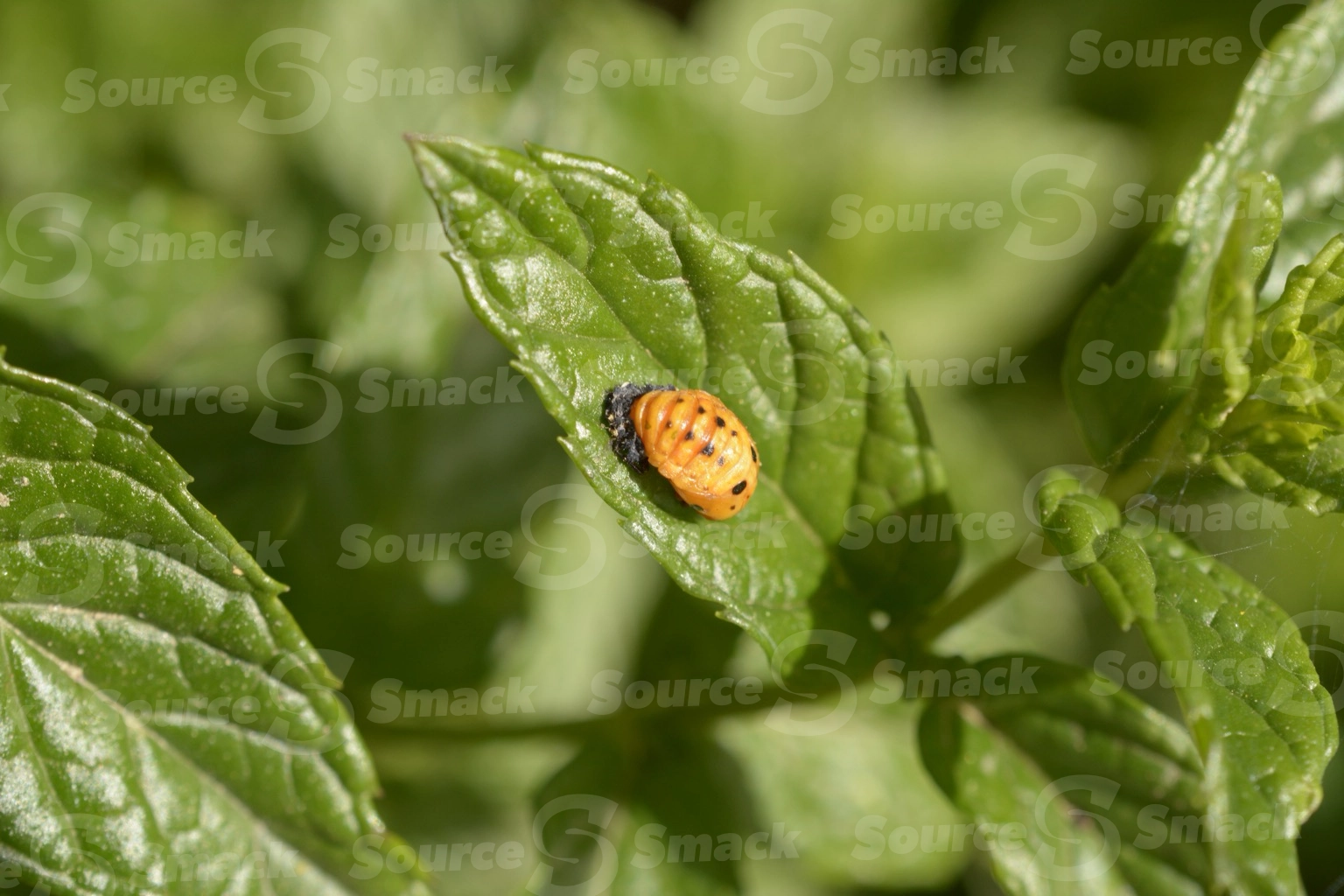 A ladybug pupates on a leaf