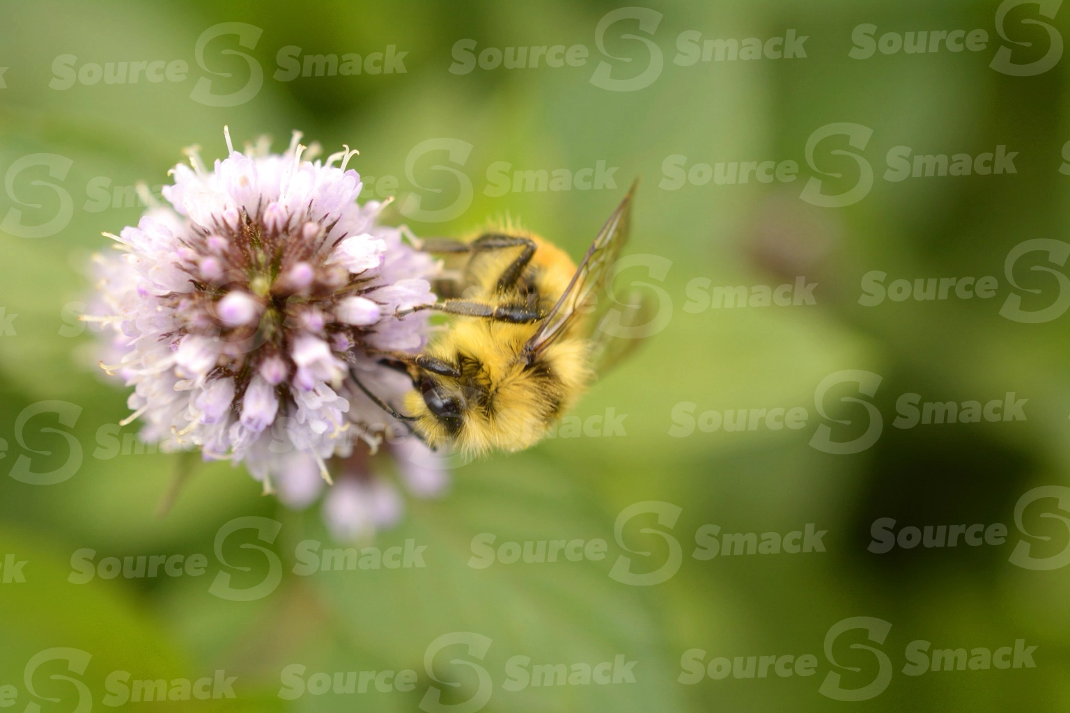 Hunt's bumble bee taking nectar from a flowering mint plant