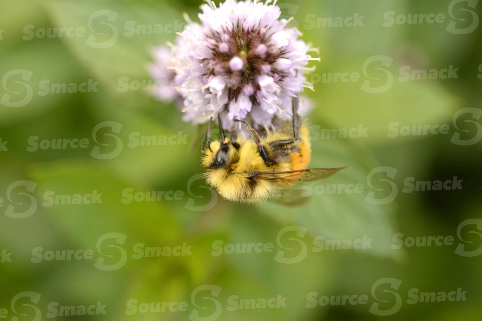 Hunt's bumble bee taking nectar from a flowering mint plant