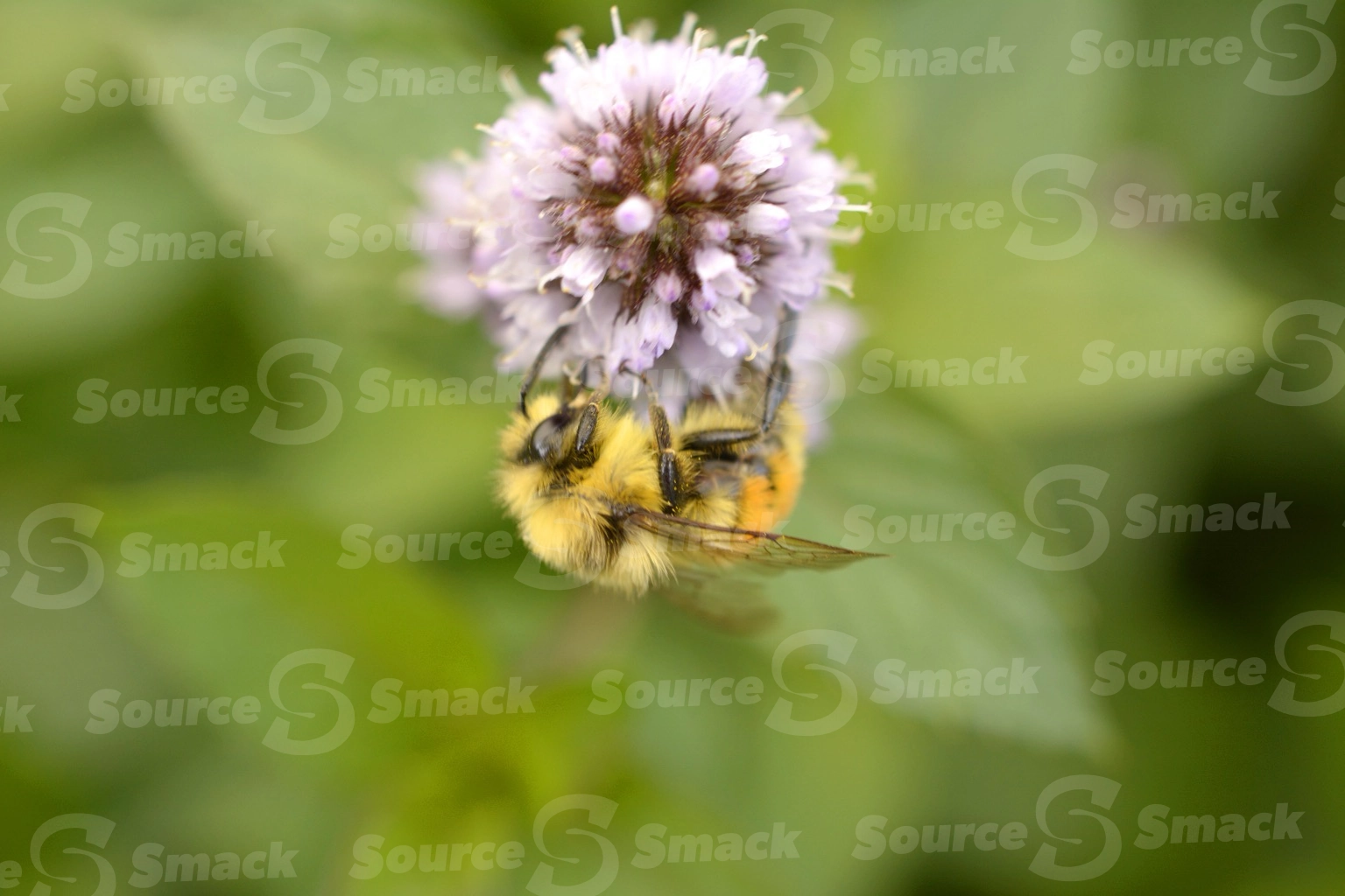 Hunt's bumble bee taking nectar from a flowering mint plant