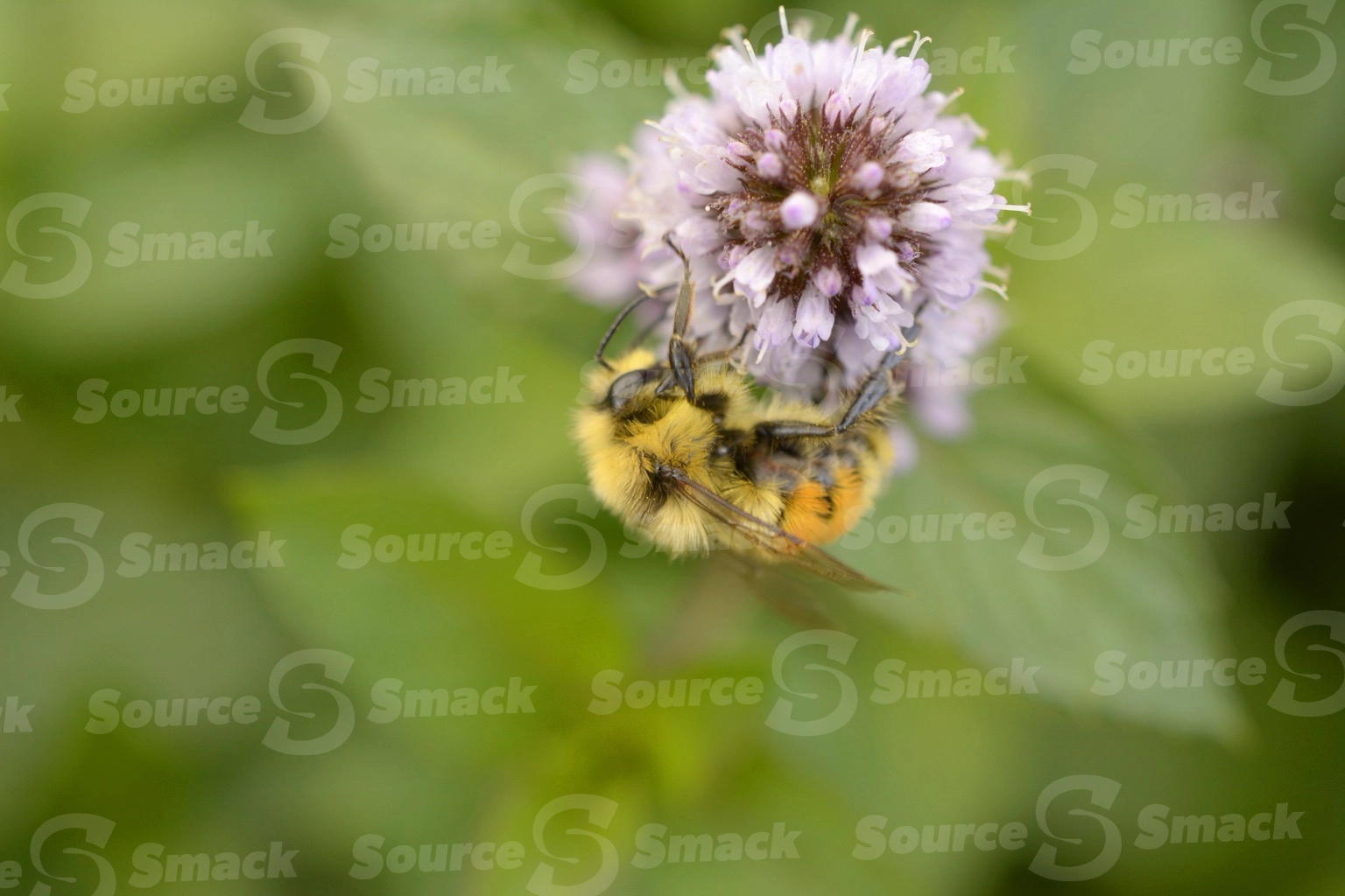 Hunt's bumble bee taking nectar from a flowering mint plant