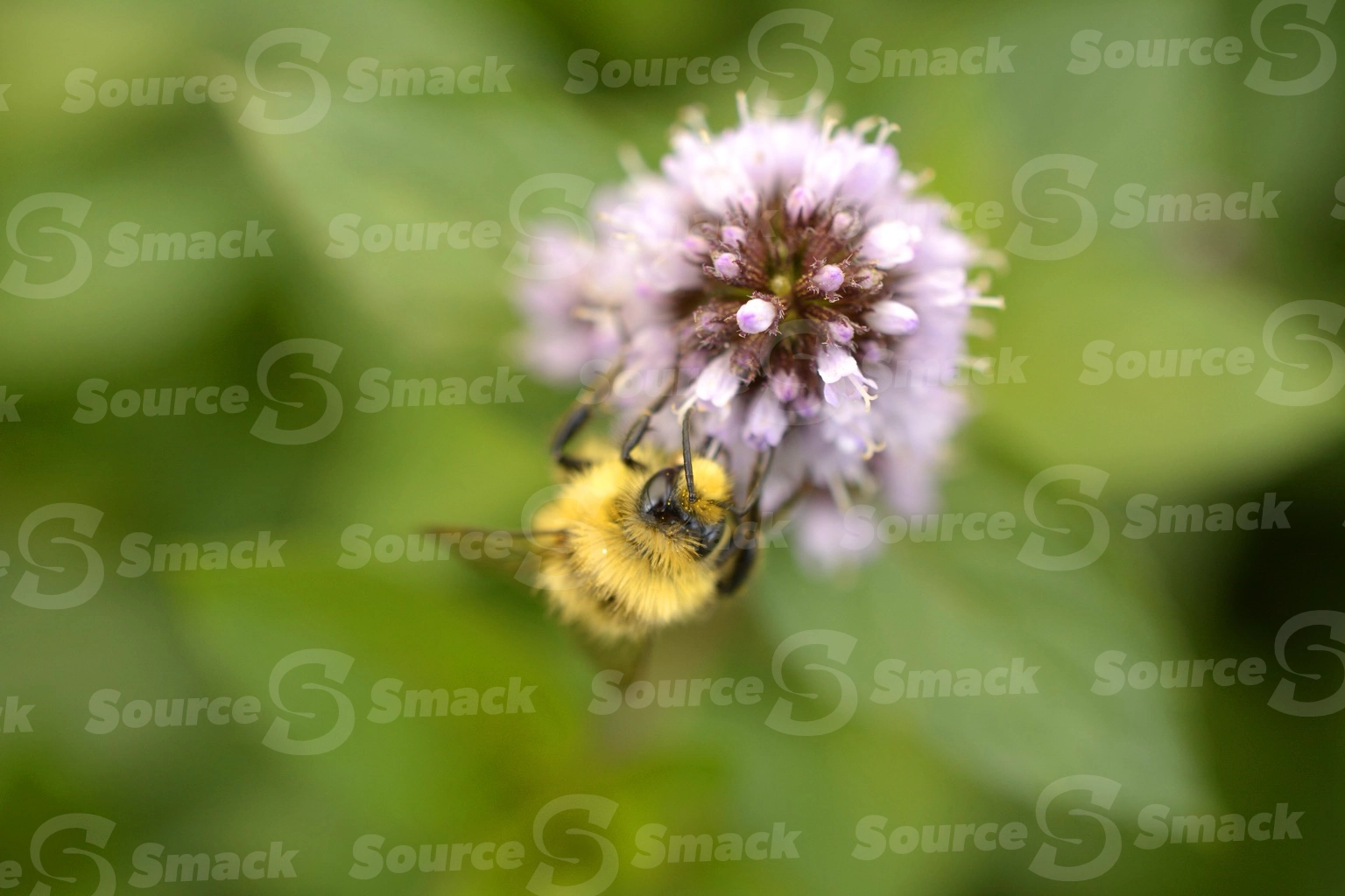 Hunt's bumble bee taking nectar from a flowering mint plant