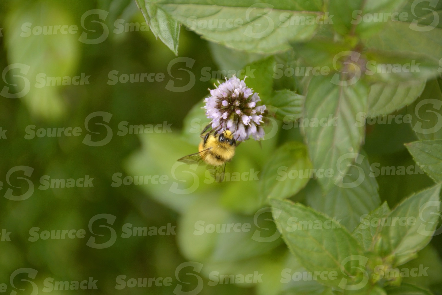 Hunt's bumble bee taking nectar from a flowering mint plant