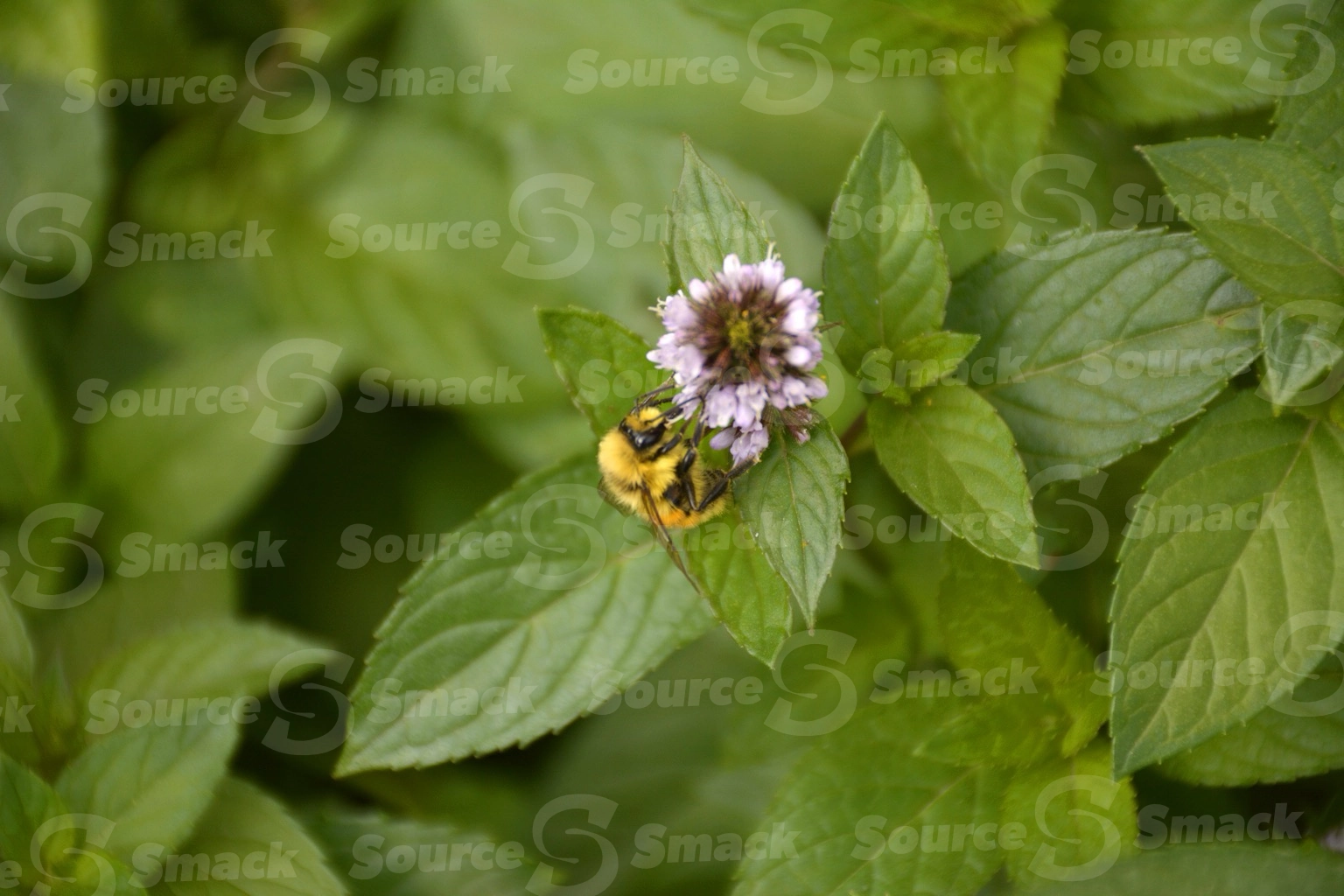 Hunt's bumble bee taking nectar from a flowering mint plant