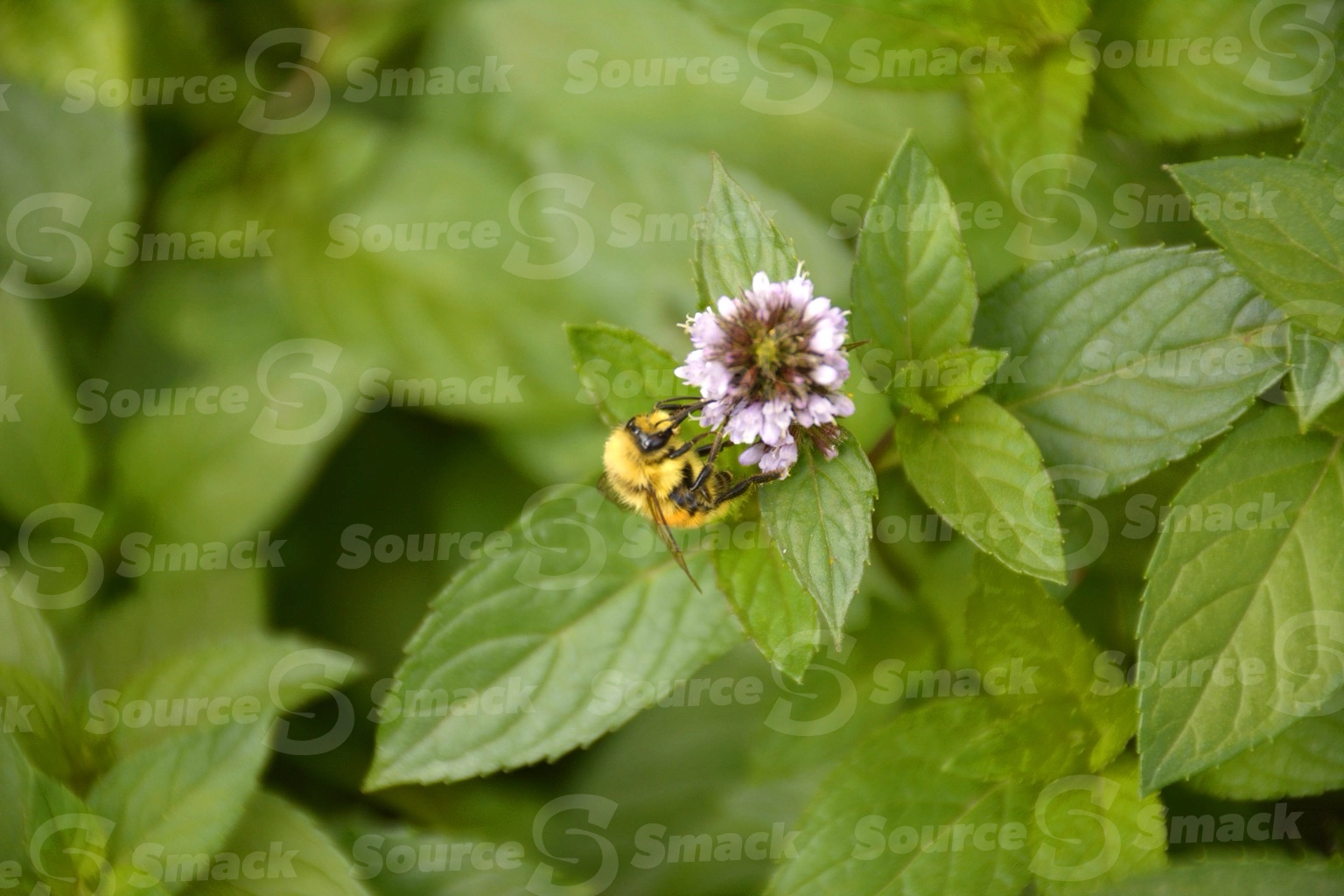 Hunt's bumble bee taking nectar from a flowering mint plant