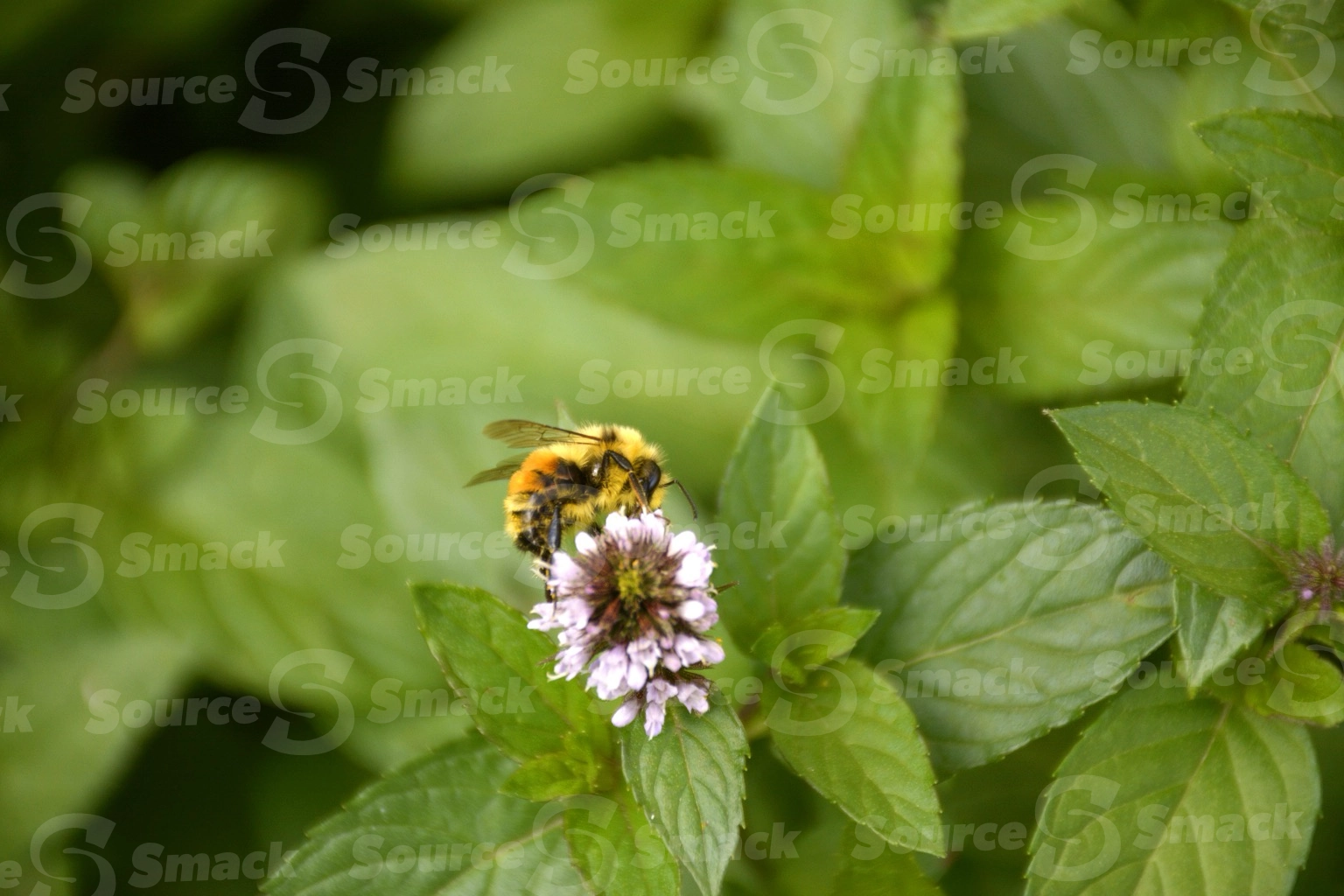 Hunt's bumble bee taking nectar from a flowering mint plant