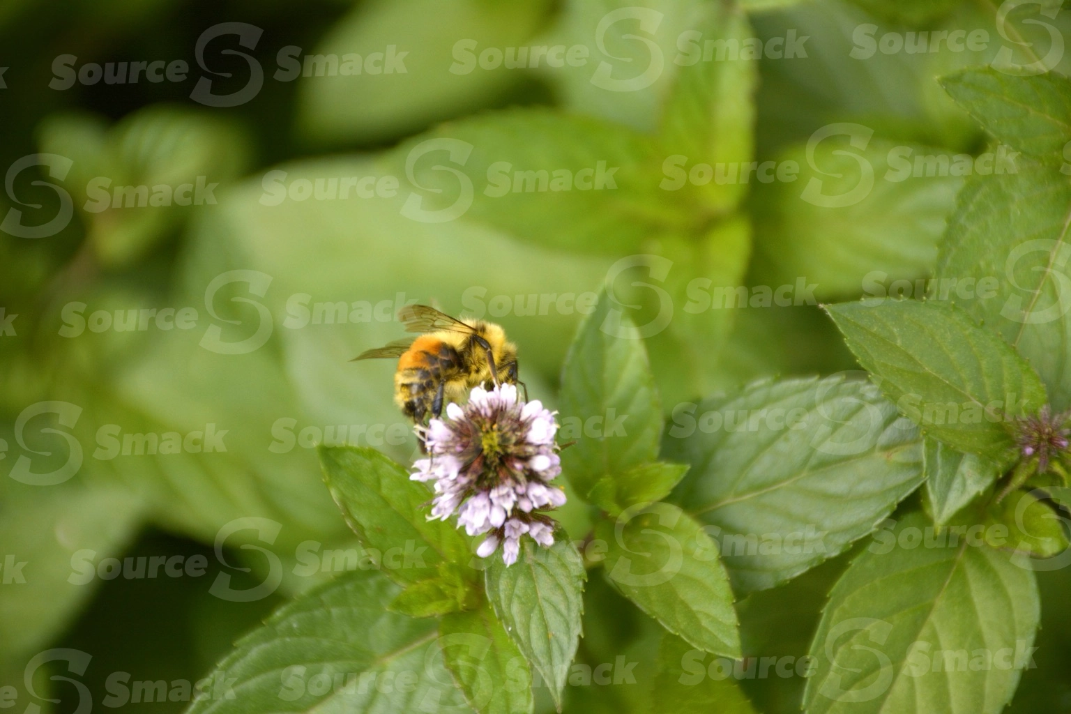 Hunt's bumble bee taking nectar from a flowering mint plant