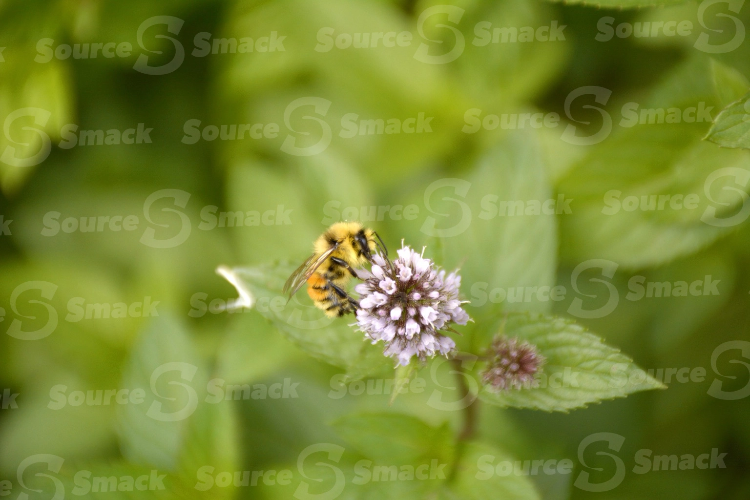 Hunt's bumble bee taking nectar from a flowering mint plant