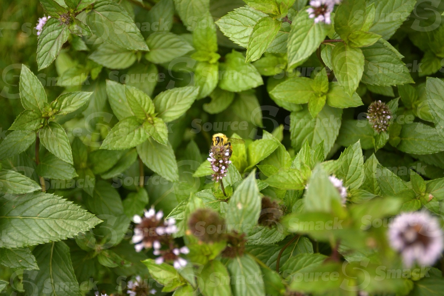 Mint plant flowering
