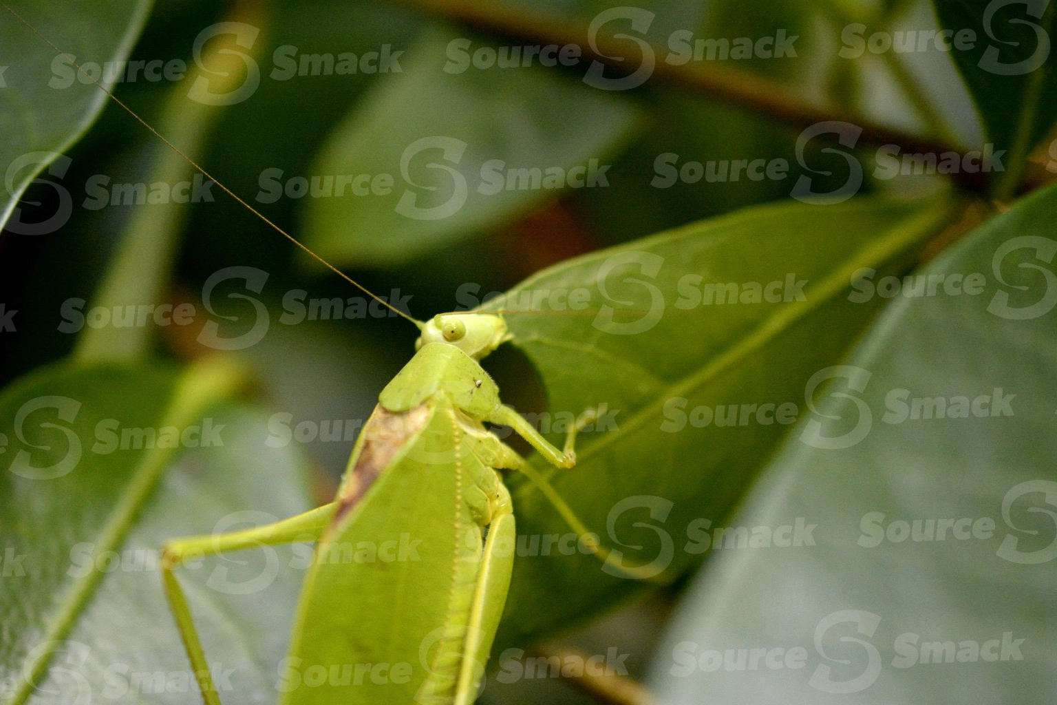 A katydid leaf bug (pterophylla camellifolia) closeup in Mexico