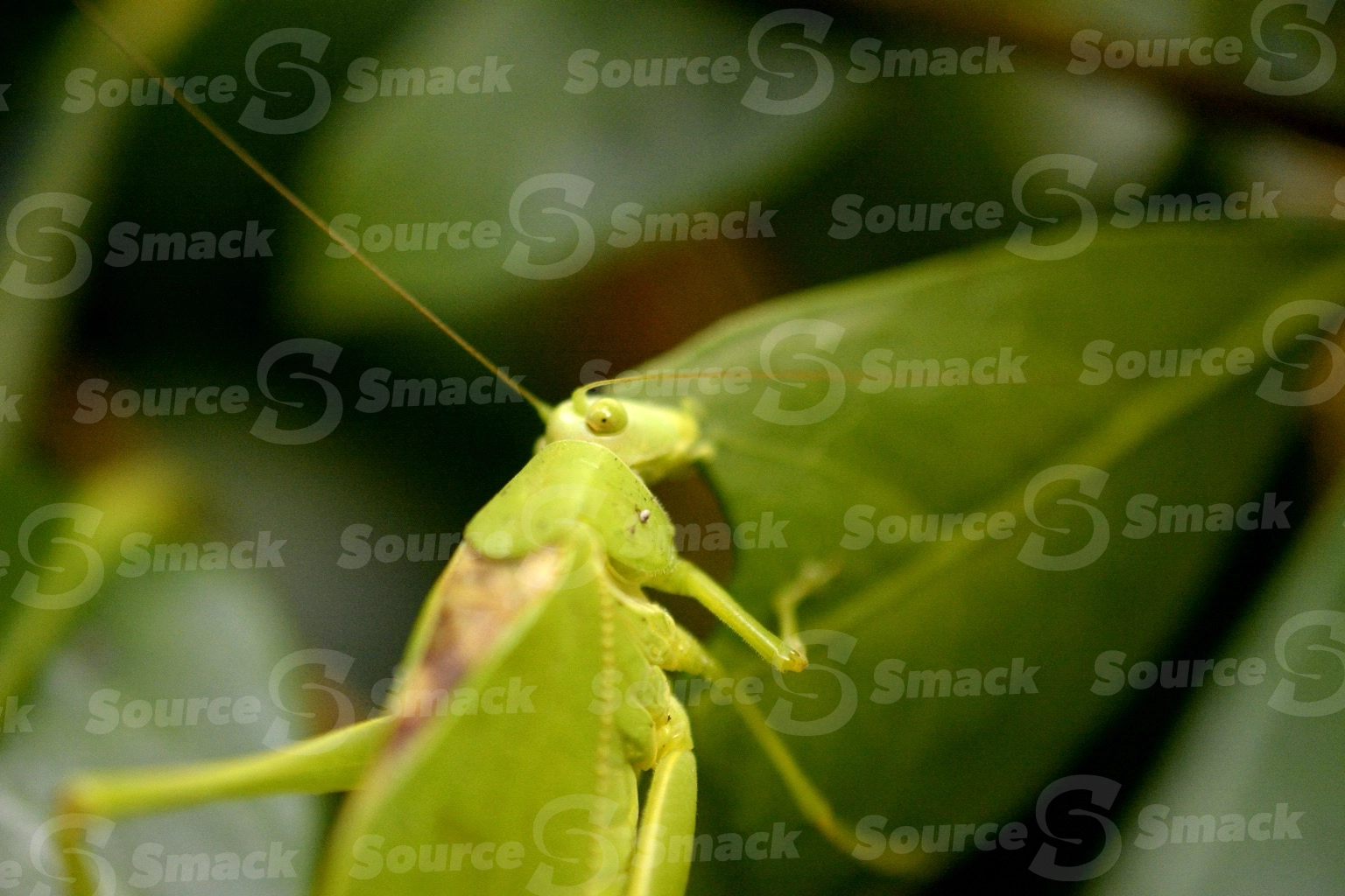 A katydid leaf bug (pterophylla camellifolia) closeup in Mexico