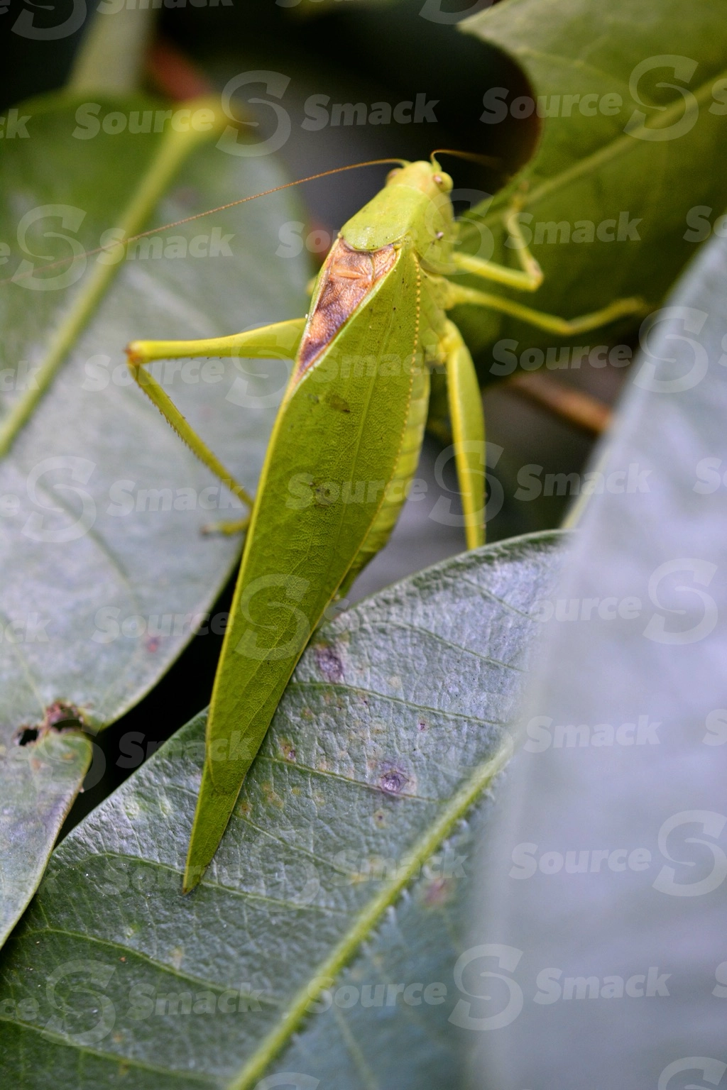A katydid leaf bug (pterophylla camellifolia) closeup in Mexico