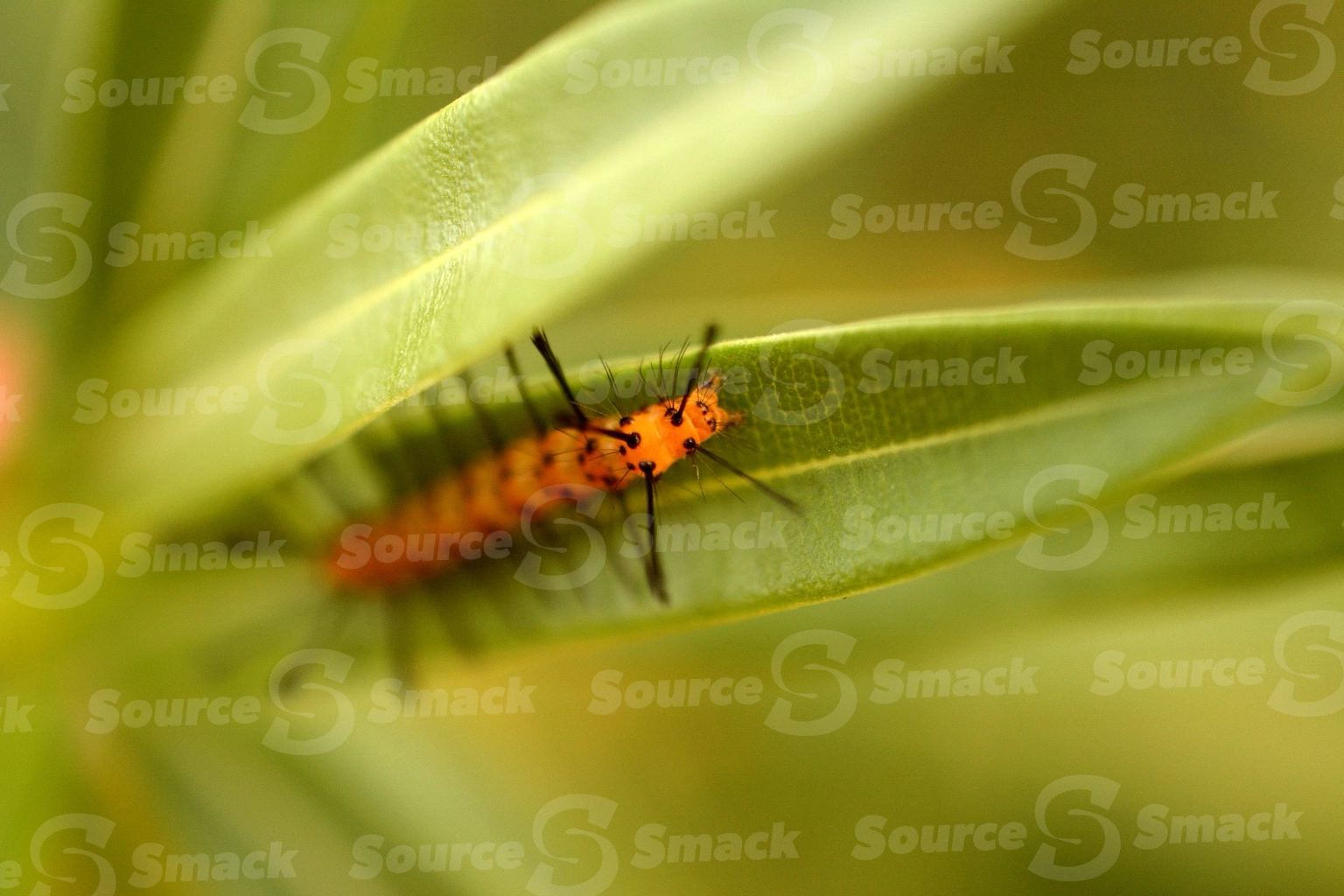 A caterpillar (Syntomeida epilais) on a leaf in Mexico