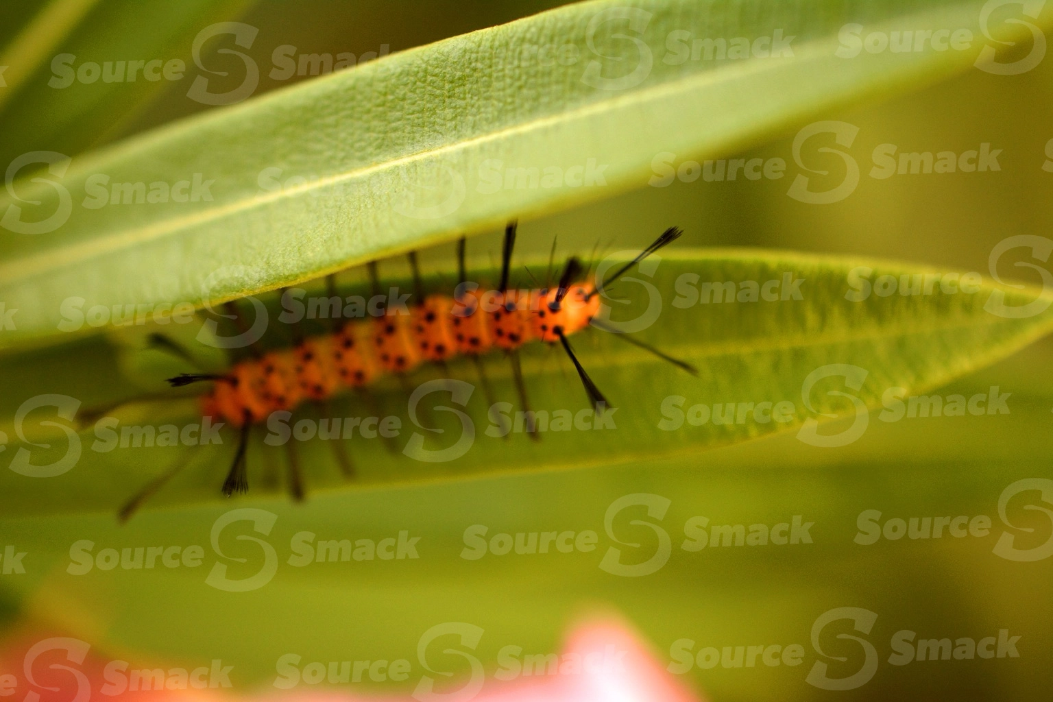 A caterpillar (Syntomeida epilais) on a leaf in Mexico