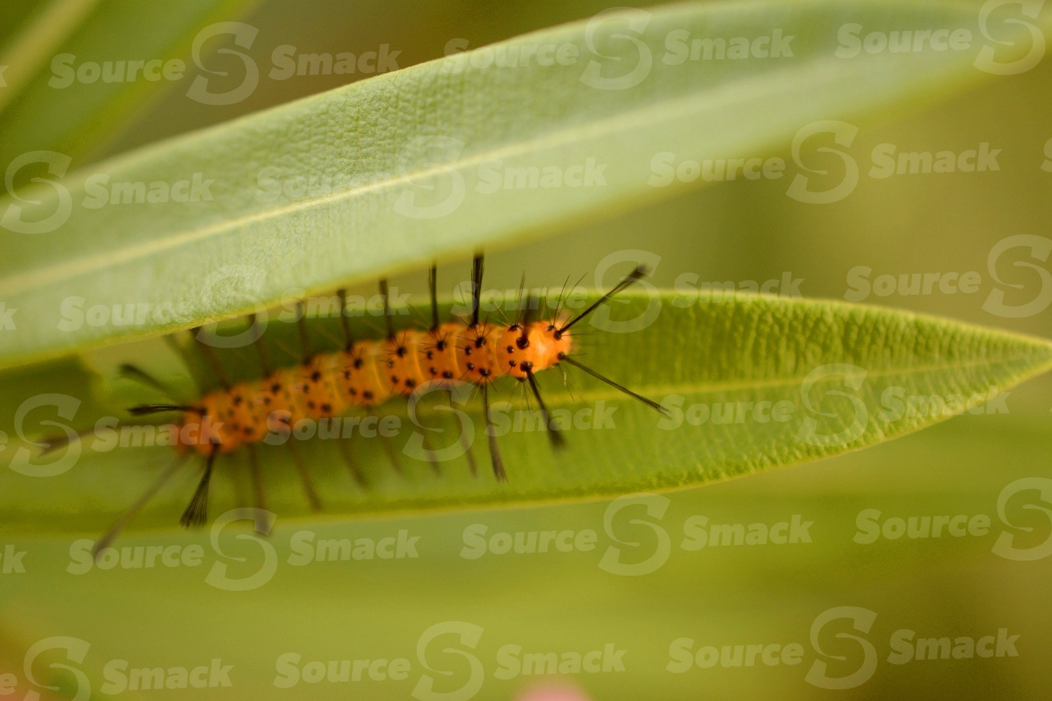 A caterpillar (Syntomeida epilais) on a leaf in Mexico