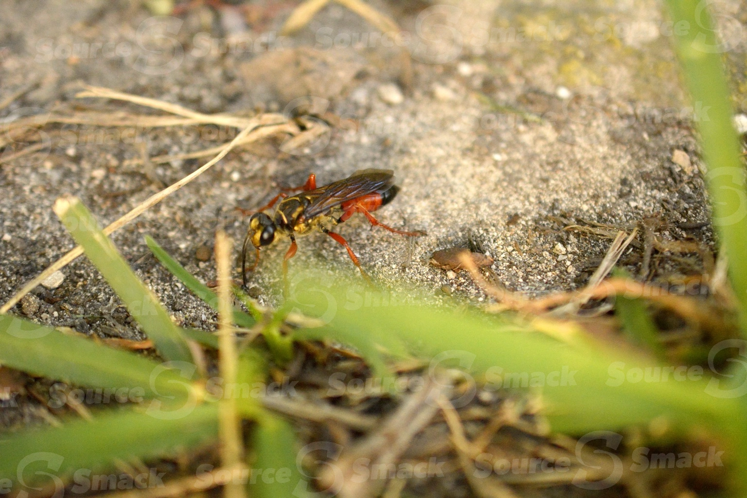 Great Golden Digger Wasp (Sphex ichneumoneus) on sand in Mexico
