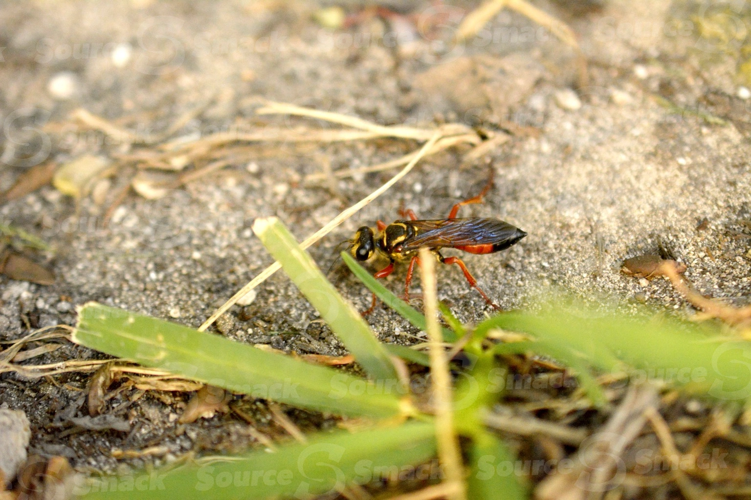 Great Golden Digger Wasp (Sphex ichneumoneus) on sand in Mexico