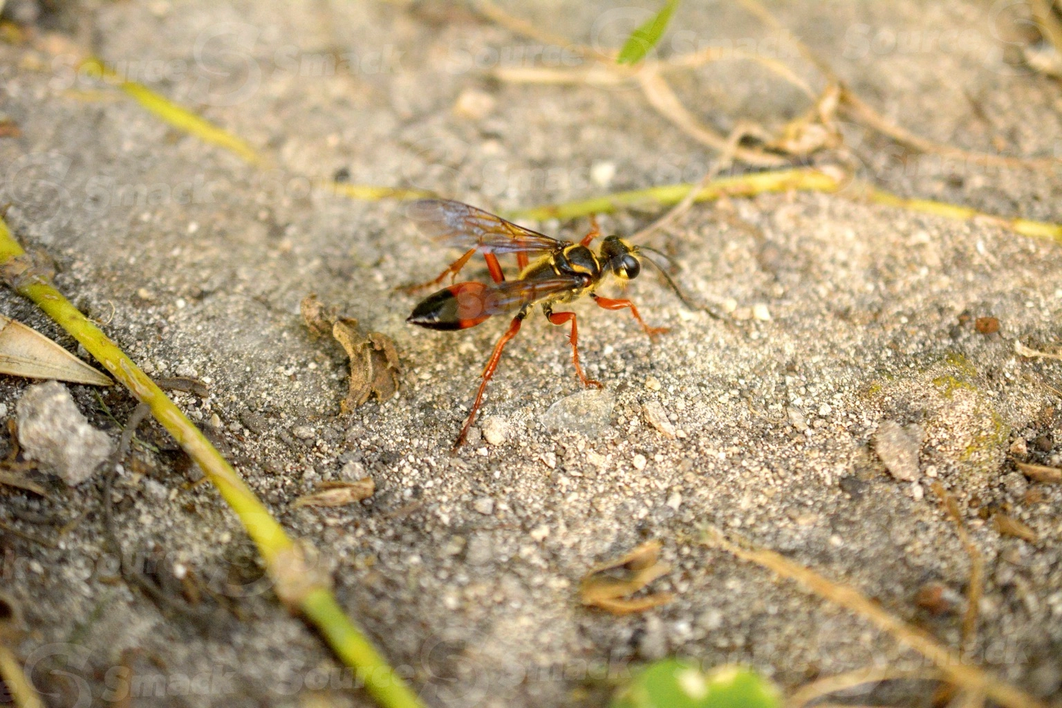 Great Golden Digger Wasp (Sphex ichneumoneus) on sand in Mexico