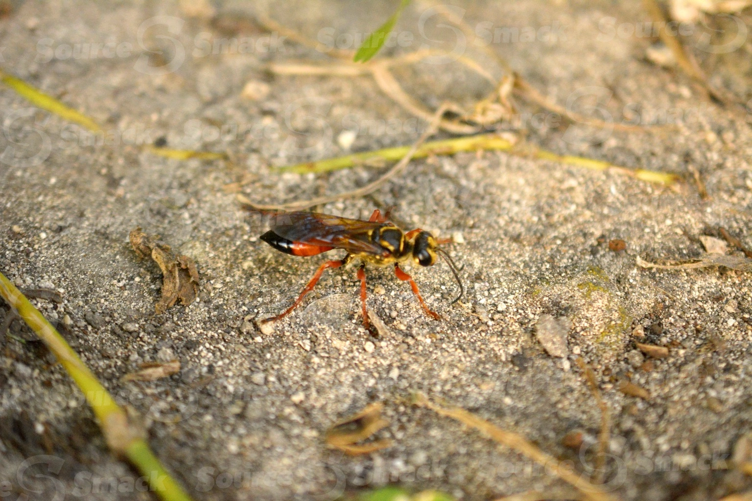 Great Golden Digger Wasp (Sphex ichneumoneus) on sand in Mexico
