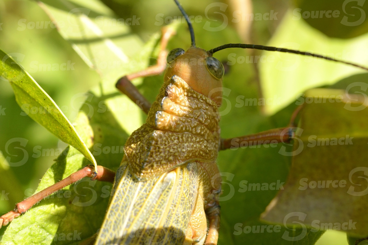A giant red-winged grasshopper (Tropidacris cristata dux) amongst the leaves of a tree