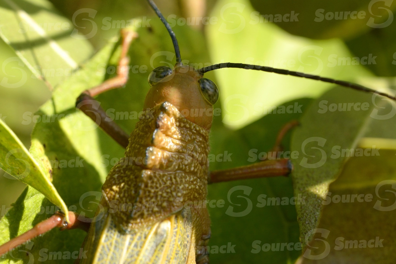 A giant red-winged grasshopper (Tropidacris cristata dux) amongst the leaves of a tree