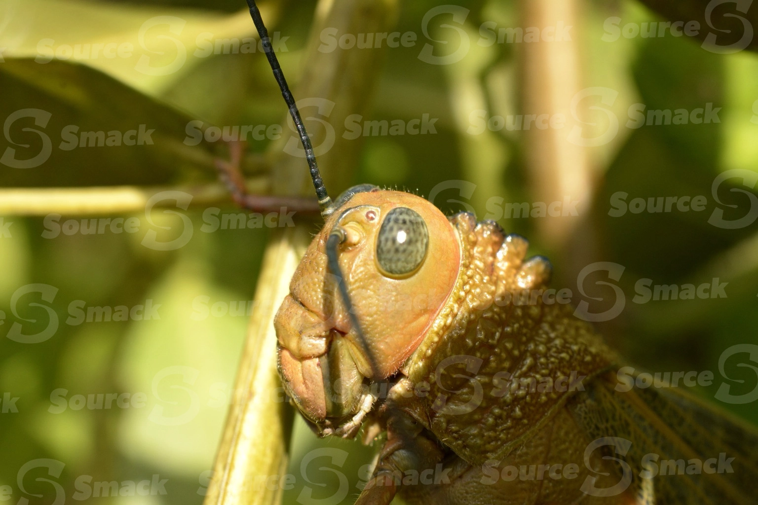 A giant red-winged grasshopper (Tropidacris cristata dux) amongst the leaves of a tree
