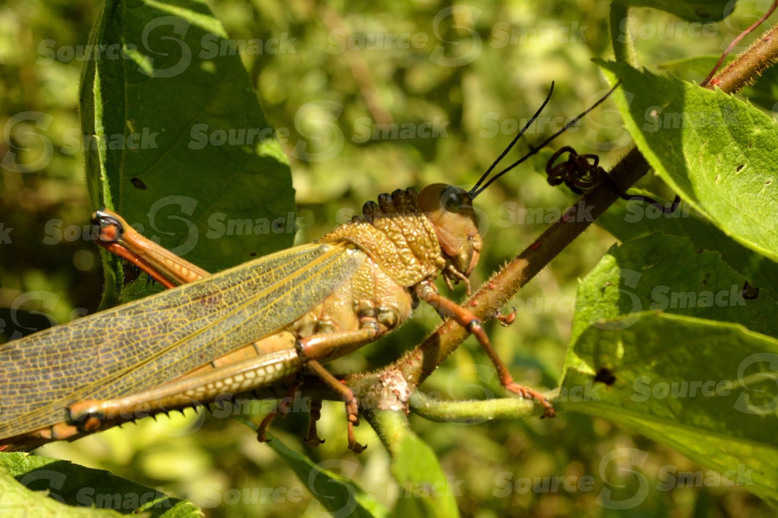 A giant red-winged grasshopper (Tropidacris cristata dux) amongst the leaves of a tree