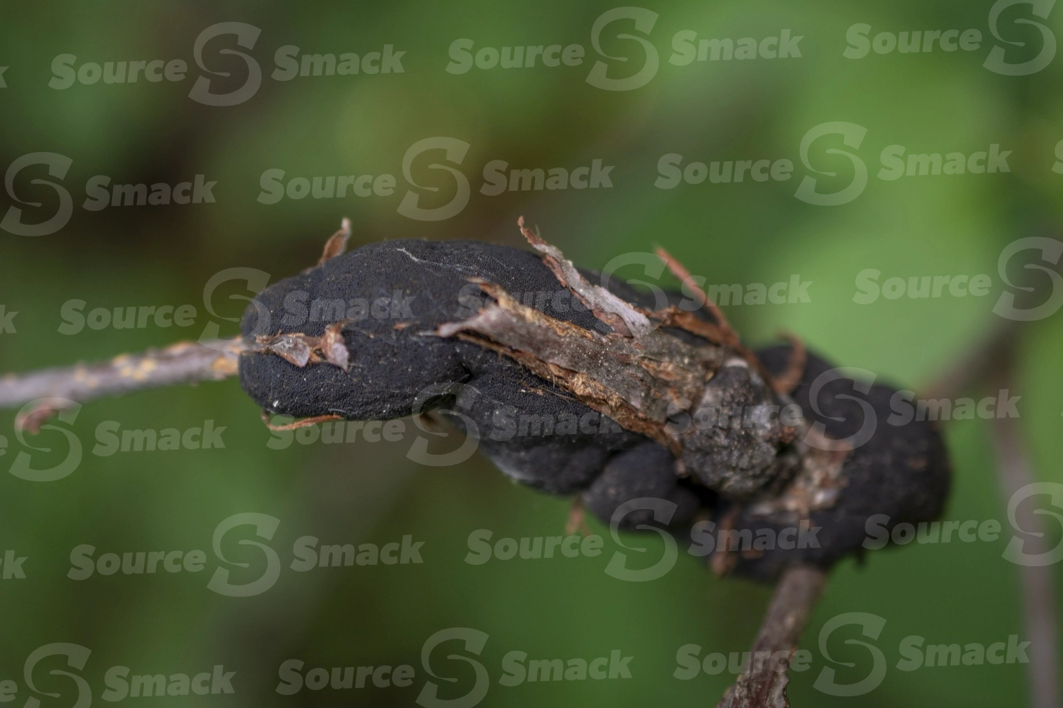 Close up shot of black rot fungus on a branch (Apiosporina morbosa,Dibotryon morbosum)