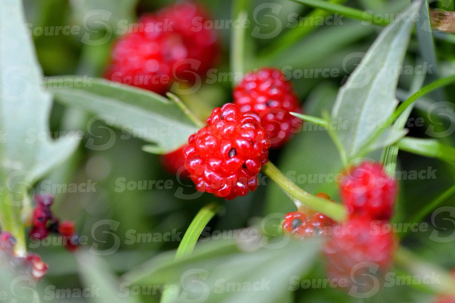 Strawberry blite (Blitum capitatum) branch with berries in the wild