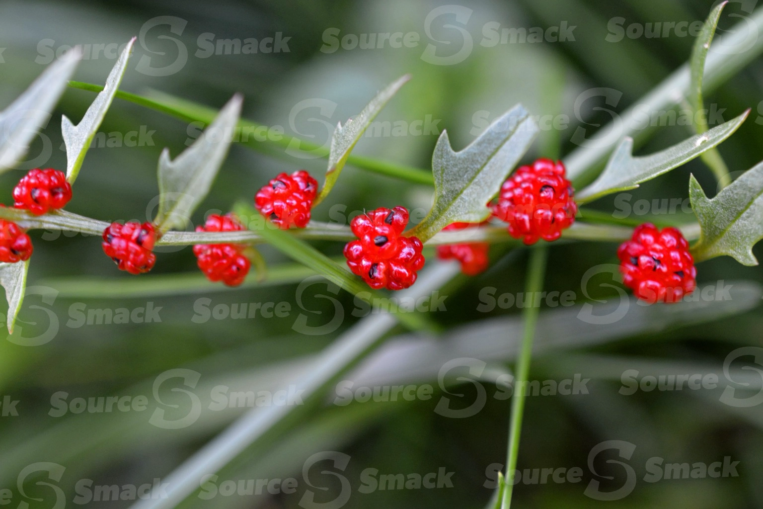 Strawberry blite (Blitum capitatum) branch with berries in the wild