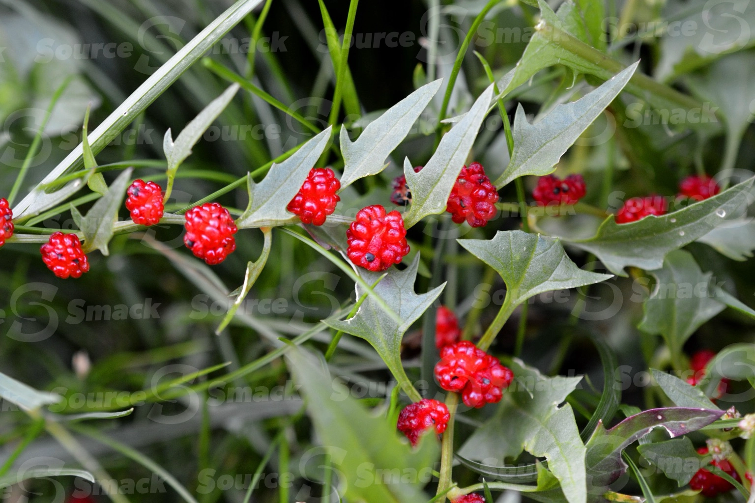 Strawberry blite (Blitum capitatum) branch with berries in the wild