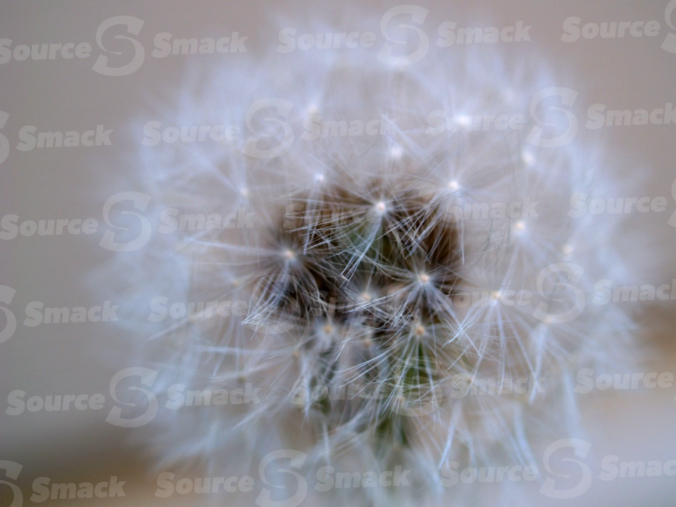 Seeded dandelion head