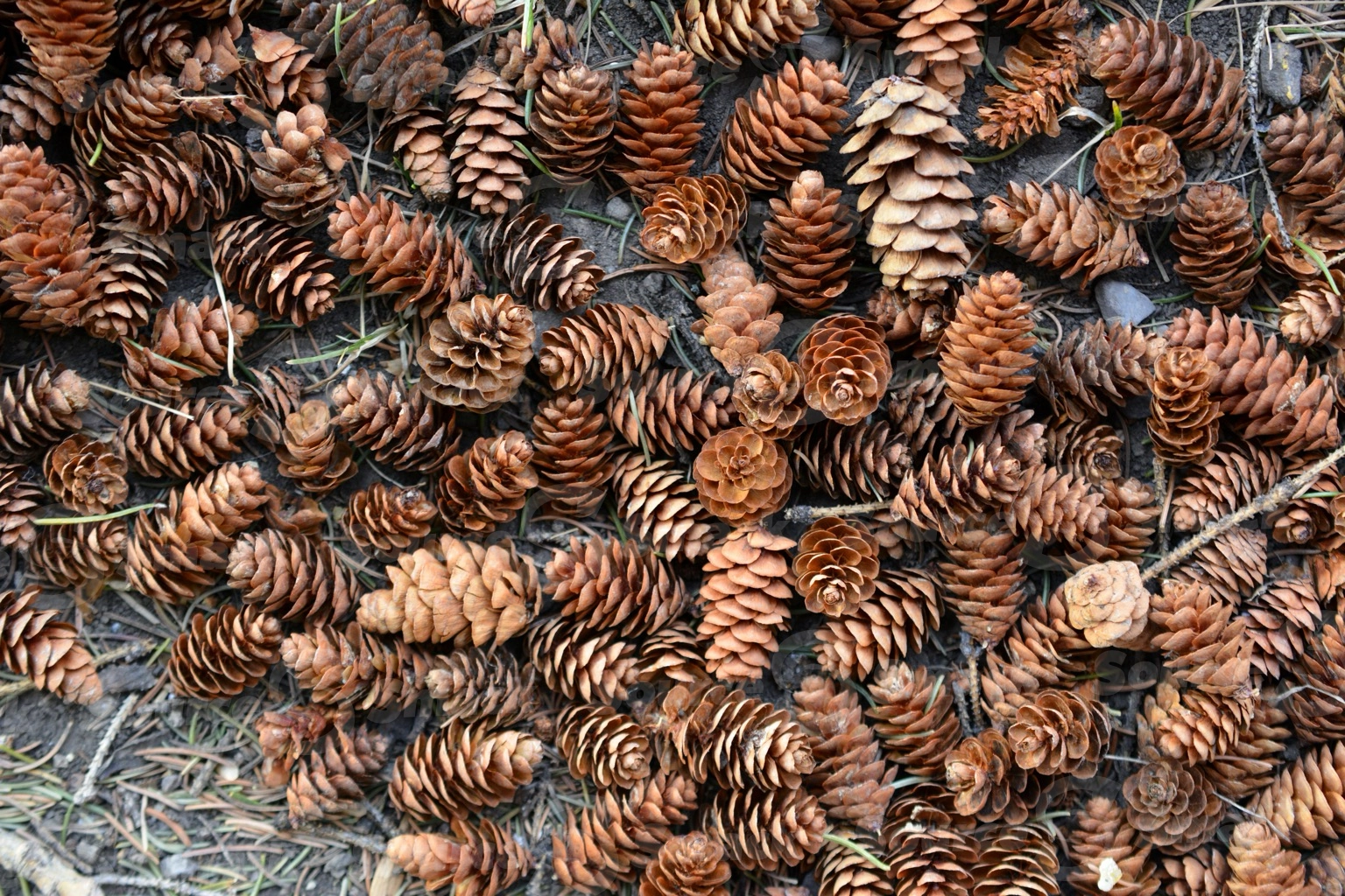 Collection of acorns on the ground