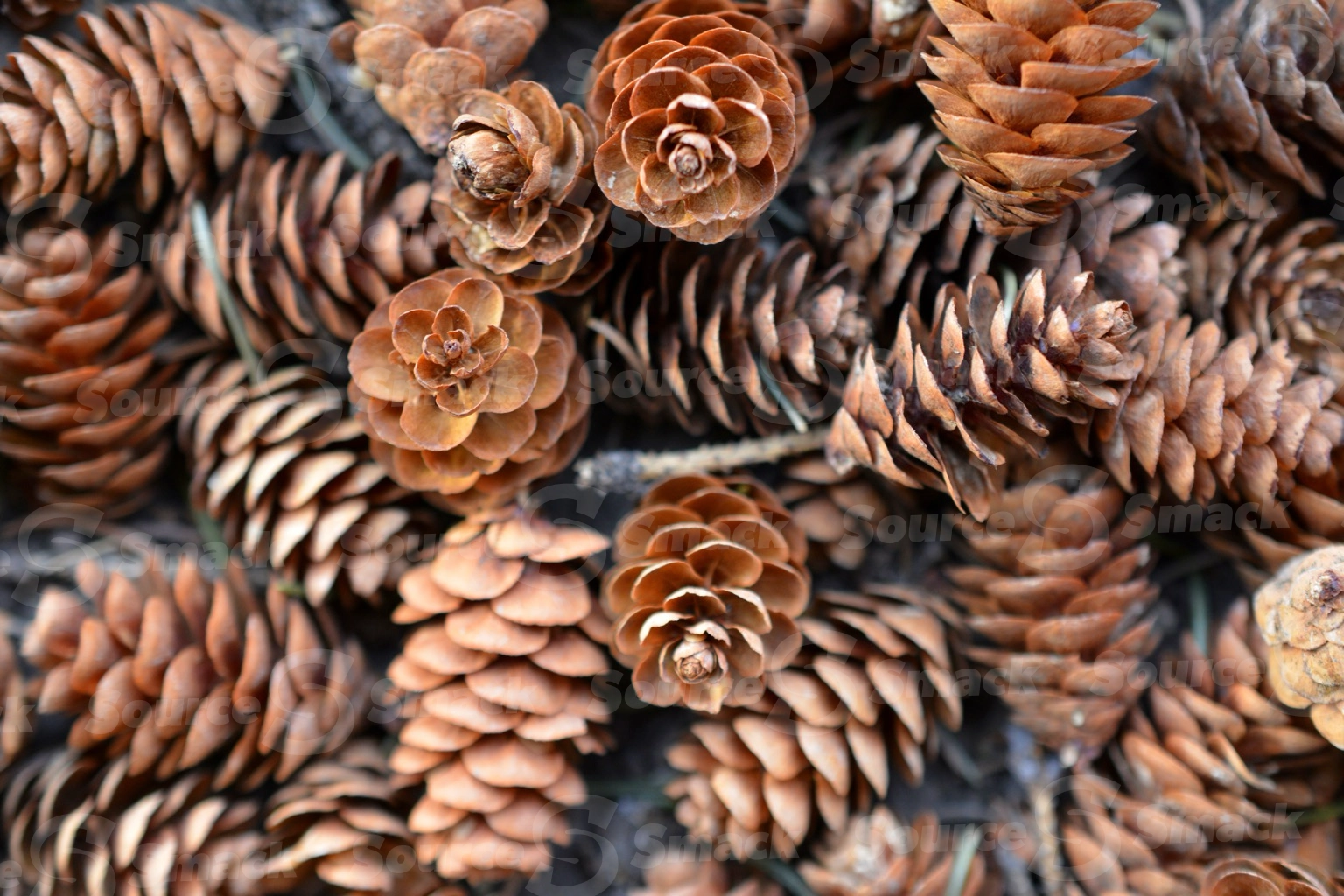 Collection of acorns on the ground