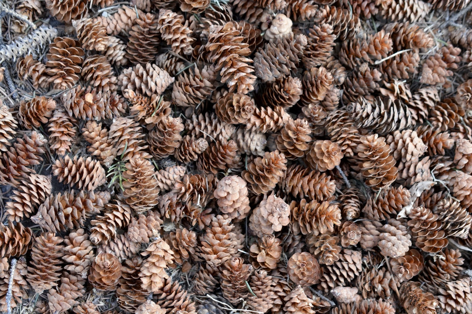 Collection of acorns on the ground