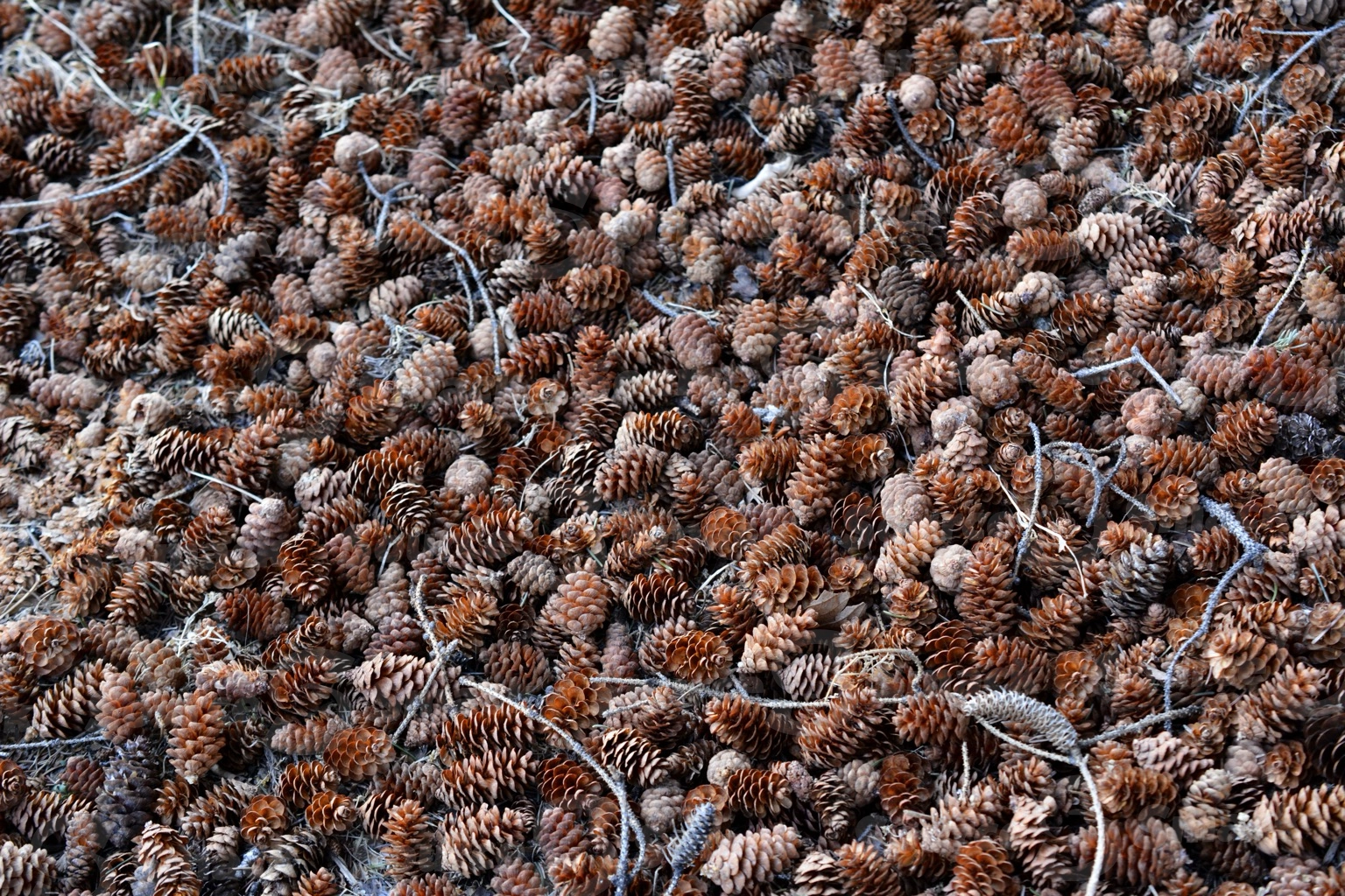 Collection of acorns on the ground